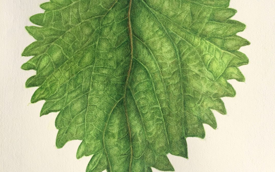 Nettle Leafe