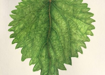 Nettle Leafe
