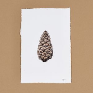 Pine Cone I