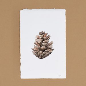 Pine Cone II